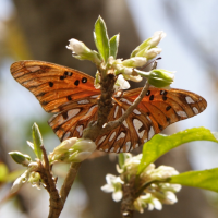 Agraulis_vanillae ssp. vanillae (Agraulis vanillae ssp. vanillae)