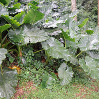 alocasia_macrorrhizos3md (Alocasia macrorrhizos)