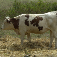 Bos taurus (4) (Vache race Montbéliarde)