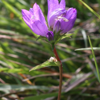 campanula_glomerata4md