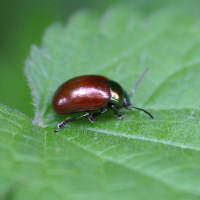 chrysolina_polita2bd (Chrysolina polita)