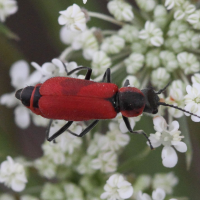 clanoptilus_rufus2bd (Clanoptilus rufus)