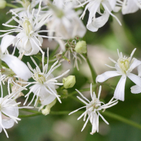 clematis_flammula4md (Clematis flammula)