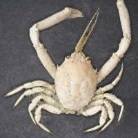 Corystes cassivelaunus (Crabe masqué)