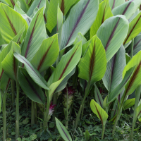 curcuma_zedoaria5md (Curcuma zedoaria)