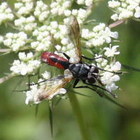 cylindromyia_bicolor2bd (Cylindromyia bicolor)