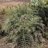 cynara_cardunculus4bd (Cynara cardunculus)