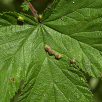 Dasineura ulmaria (Dasineura, Galle de la Reine-des-près)