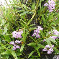 Dendrobium nobile (Dendrobium)
