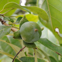 diospyros_virginiana4md