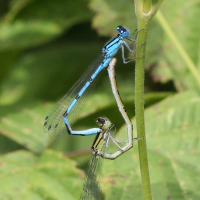 enallagma_cyathigerum3bd (Enallagma cyathigerum)