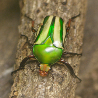 eudicella_gralli2md (Eudicella gralli)