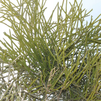 Euphorbia_plagiantha
