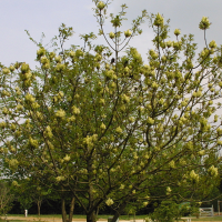 Fraxinus ornus (Orne, Frêne à fleurs)