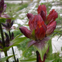 gentiana_purpurea4md