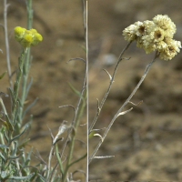 helichrysum_stoechas2md