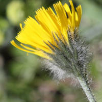 hieracium_piliferum2bd