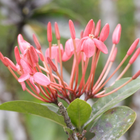 ixora_coccinea3md