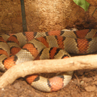Lampropeltis mexicana (Serpent roi du Mexique)
