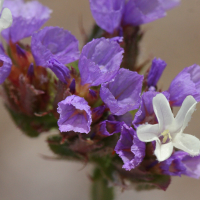 limonium_sinuatum4md