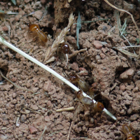 Macrotermes bellicosus (Termite)