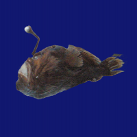 Melanocetus murrayi (Pêcheur-outre grosses lèvres)