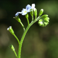 myosotis_scorpioides4md