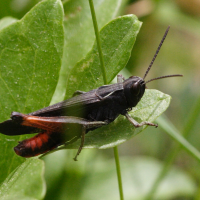 Omocestus rufipes (Criquet noir-ébène)