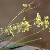 oncidium_cebolleta2bd