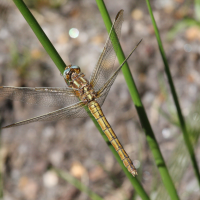 orthetrum_coerulescens4bd