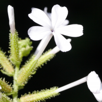 plumbago_zeylanica2md