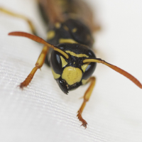 polistes_dominulus4md