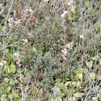 Pyrola rotundifolia var. arenaria (Pirole maritime, Pirole des dunes)