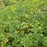 Ranunculus bulbosus (Bouton d'or, Renoncule)