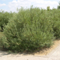 Salix rosmarinifolia (Saule à feuilles de romarin)