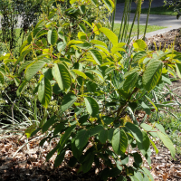 Sapium japonicum (Sapium)