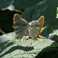 argynnis_paphia6bd