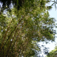 Bambusa vulgaris (Bambou, Bambou commun)