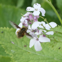 bombylius_major2md (Bombylius major)
