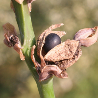 canna_sp6md (Canna sp.)