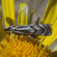 catoptria_zermattensis2bd (Catoptria zermattensis)