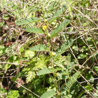 Chamaecrista nictitans (Chamaecrista)