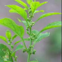 chenopodium_polyspermum4md (Lipandra polysperma)