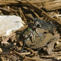 cicindela_hybrida_riparia2bd