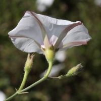 convolvulus_betonicifolius2md (Convolvulus betonicifolius)