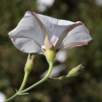 convolvulus_betonicifolius2md