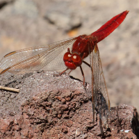 crocothemis_erythraea3bd (Crocothemis erythraea)