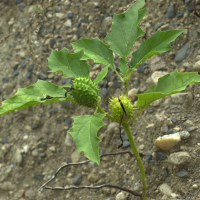 Datura stramonium (Stramoine, Pomme épineuse, Herbe à la taupe)
