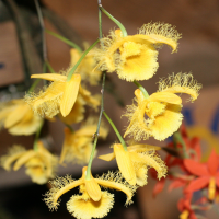 Dendrobium harveyanum (Dendrobium de Harvey)