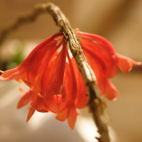 dendrobium_lawesii2md (Dendrobium lawesii)